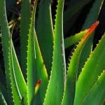 Herbal Remedies: Tradition Meets Modern Inquiry aloe vera